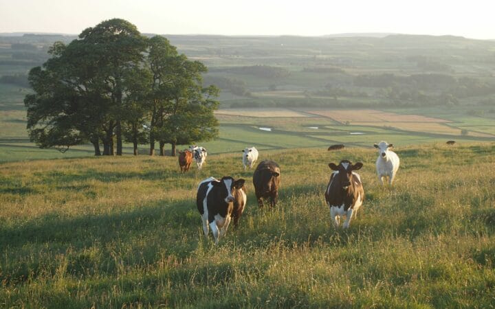 black-and-white cattle